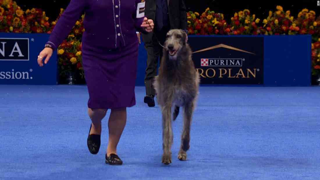 Claire the Scottish deerhound gets a not-so-subtle shoutout from PETA